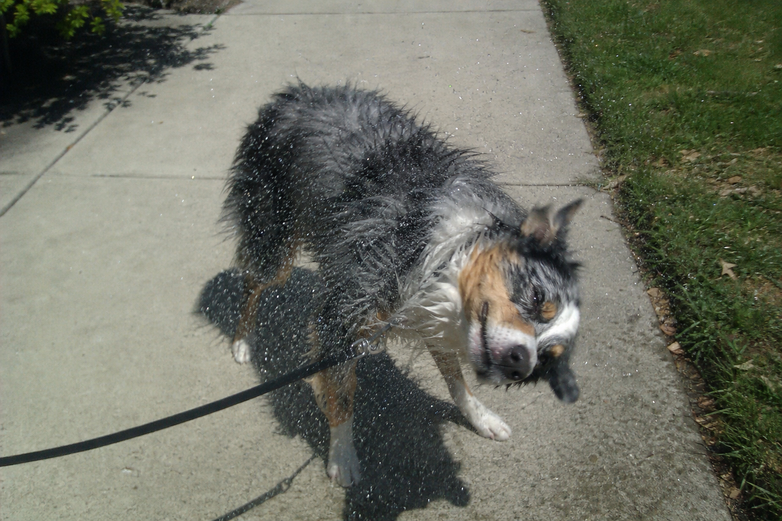 Dog Stress Signals Owners Often Miss