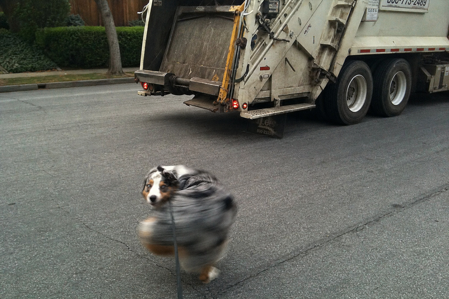Murphy The "Murph-nado" Dog Is Cute. He's Also Telling You Something Most Owners Miss.