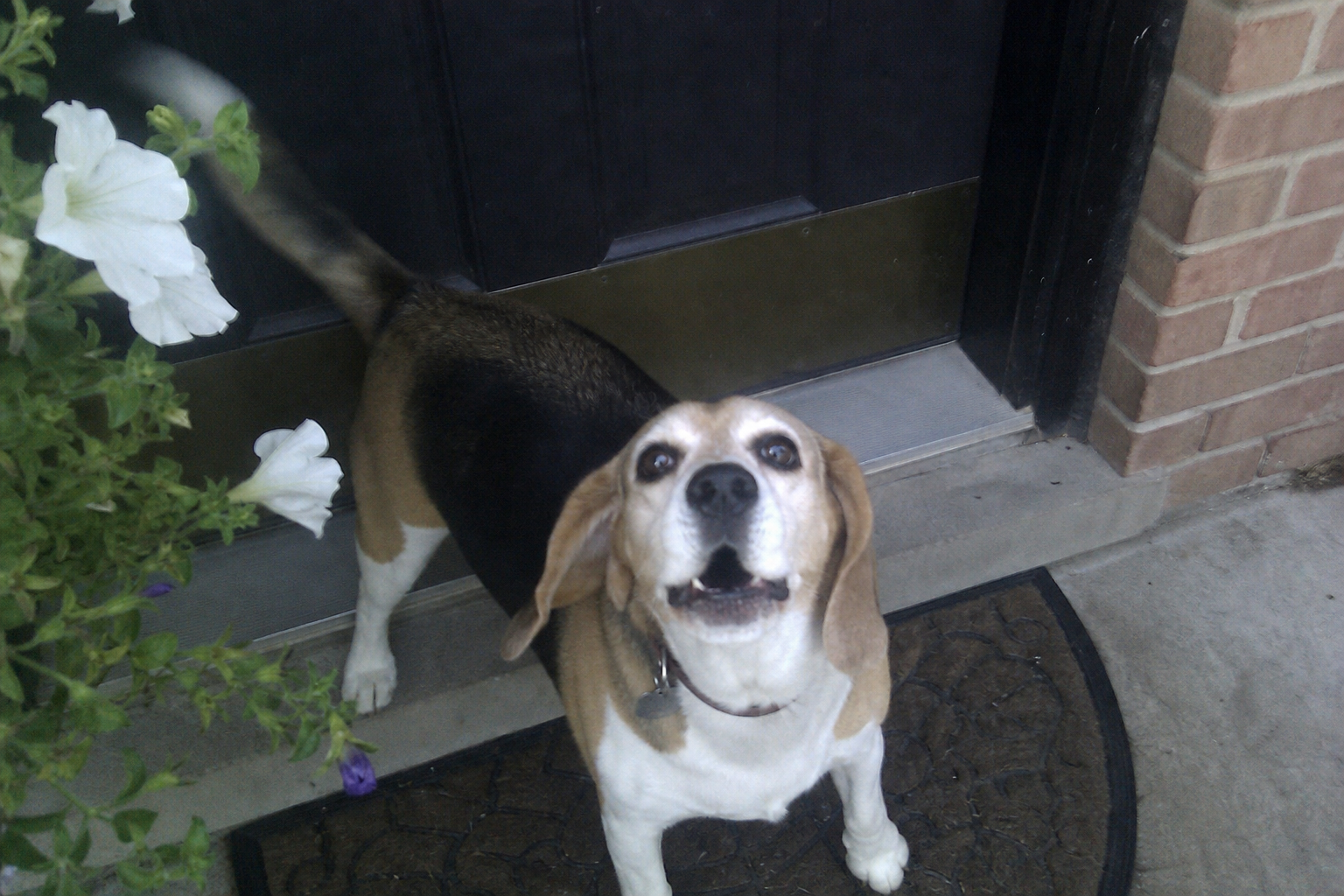 Why Dogs Whine And What Whining Can Mean