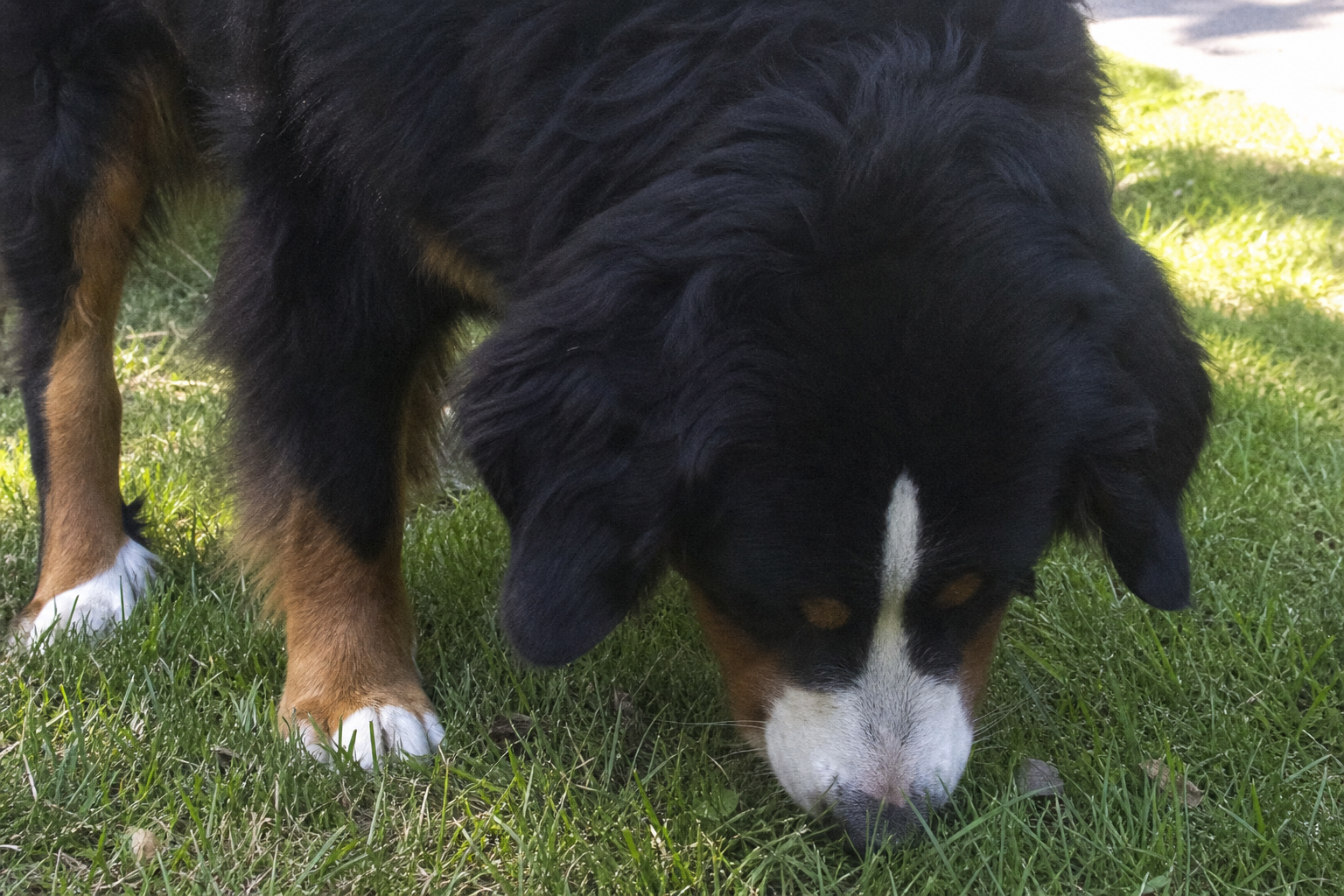 Why Dogs Eat Grass