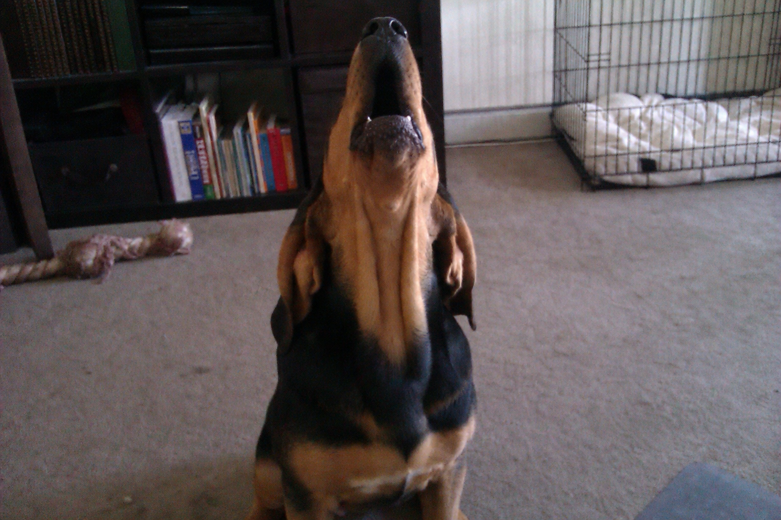 Why Dogs Howl