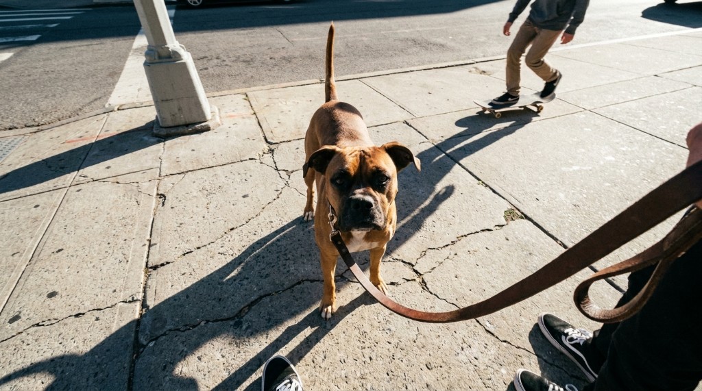 Dog Tail Positions And What They Usually Mean