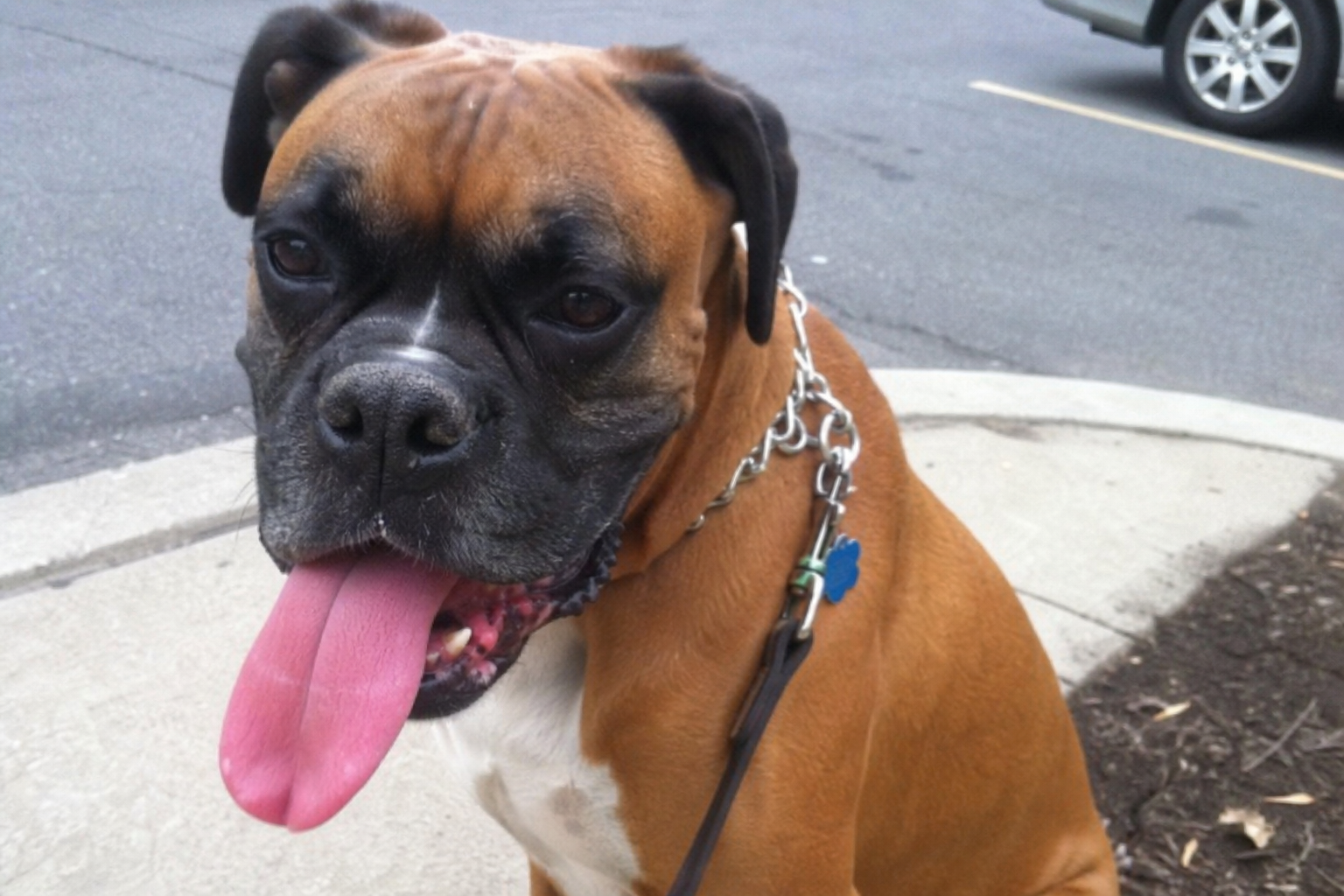 What Heavy Panting Really Means