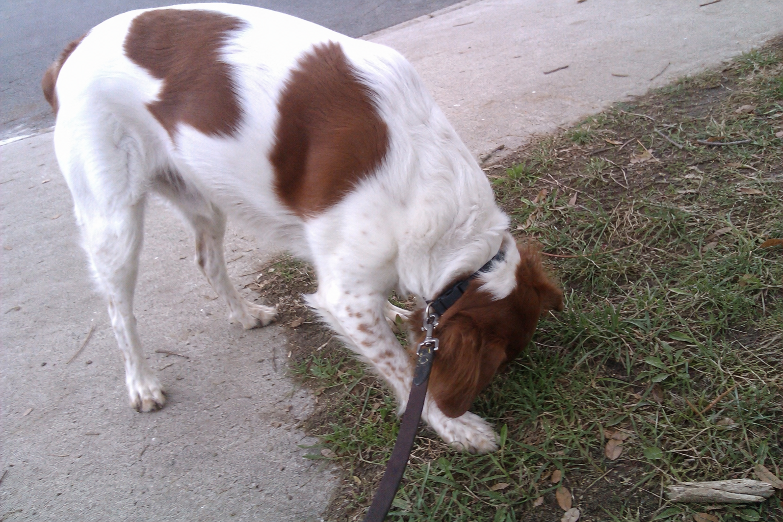 Dog Sniffing: Communication, Exploration, And Stress Relief