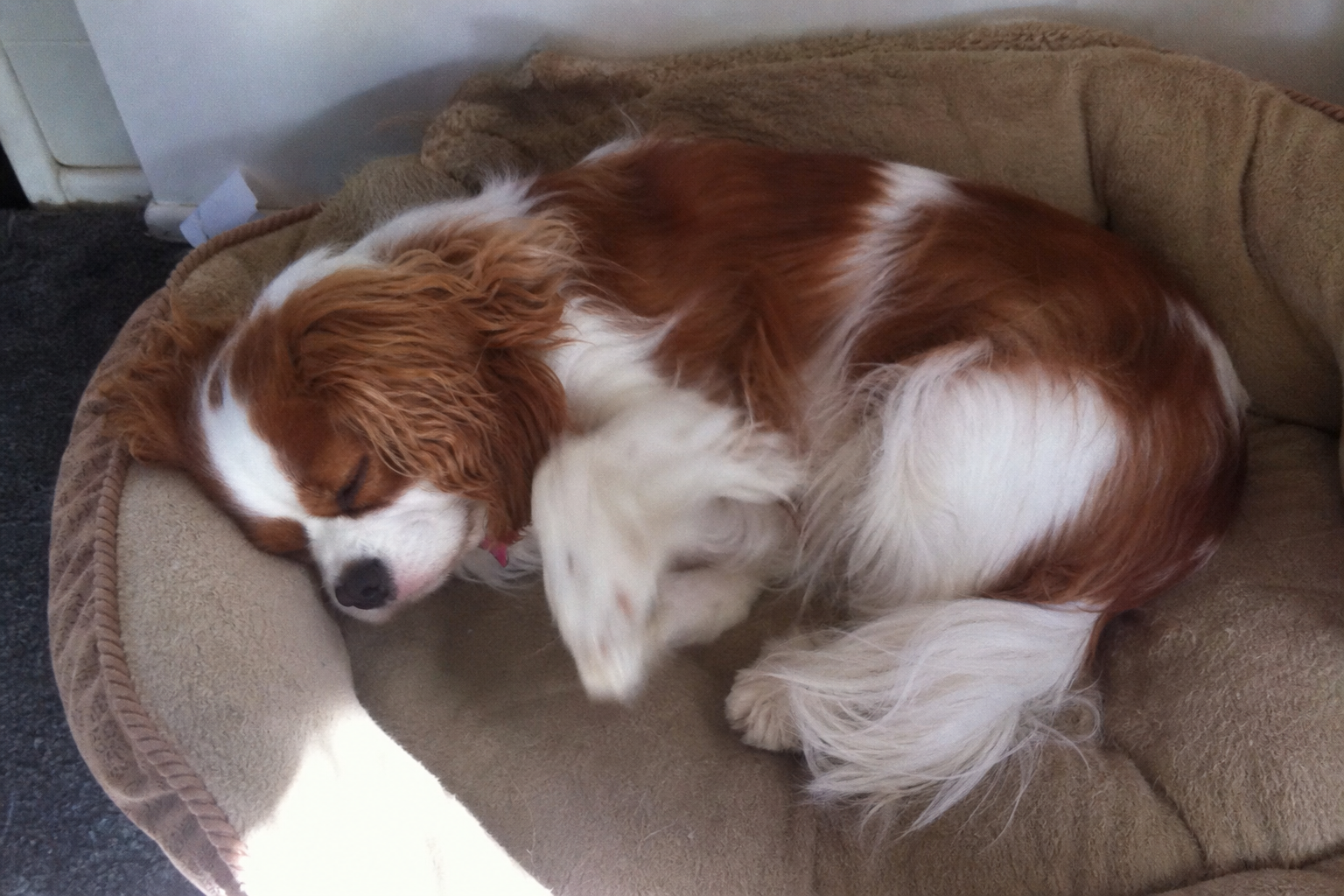 Why Dogs Twitch In Their Sleep