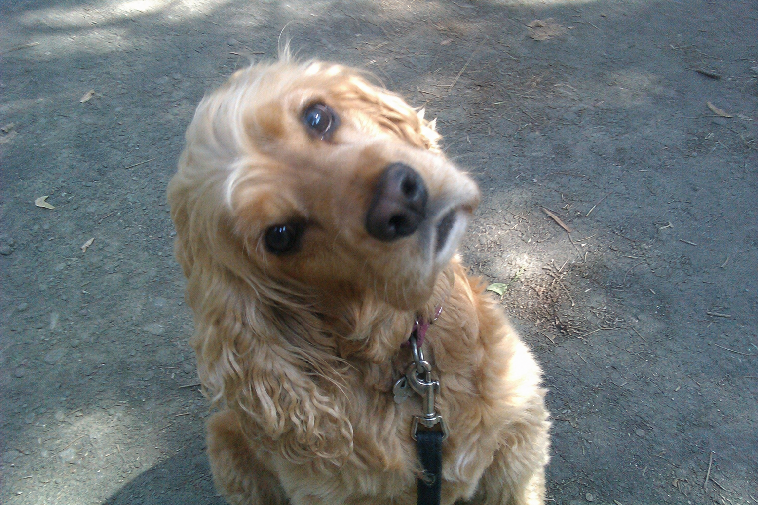 Why Dogs Tilt Their Heads