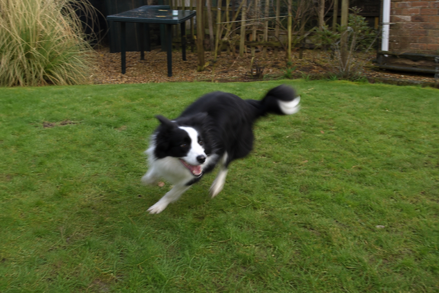 Dog Zoomies: Why Dogs Suddenly Run Around