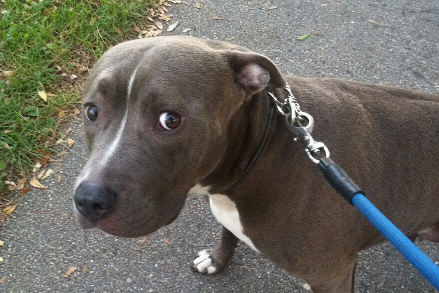 Dog Ear Positions: Relaxed, Alert, Pinned, And Unsure
