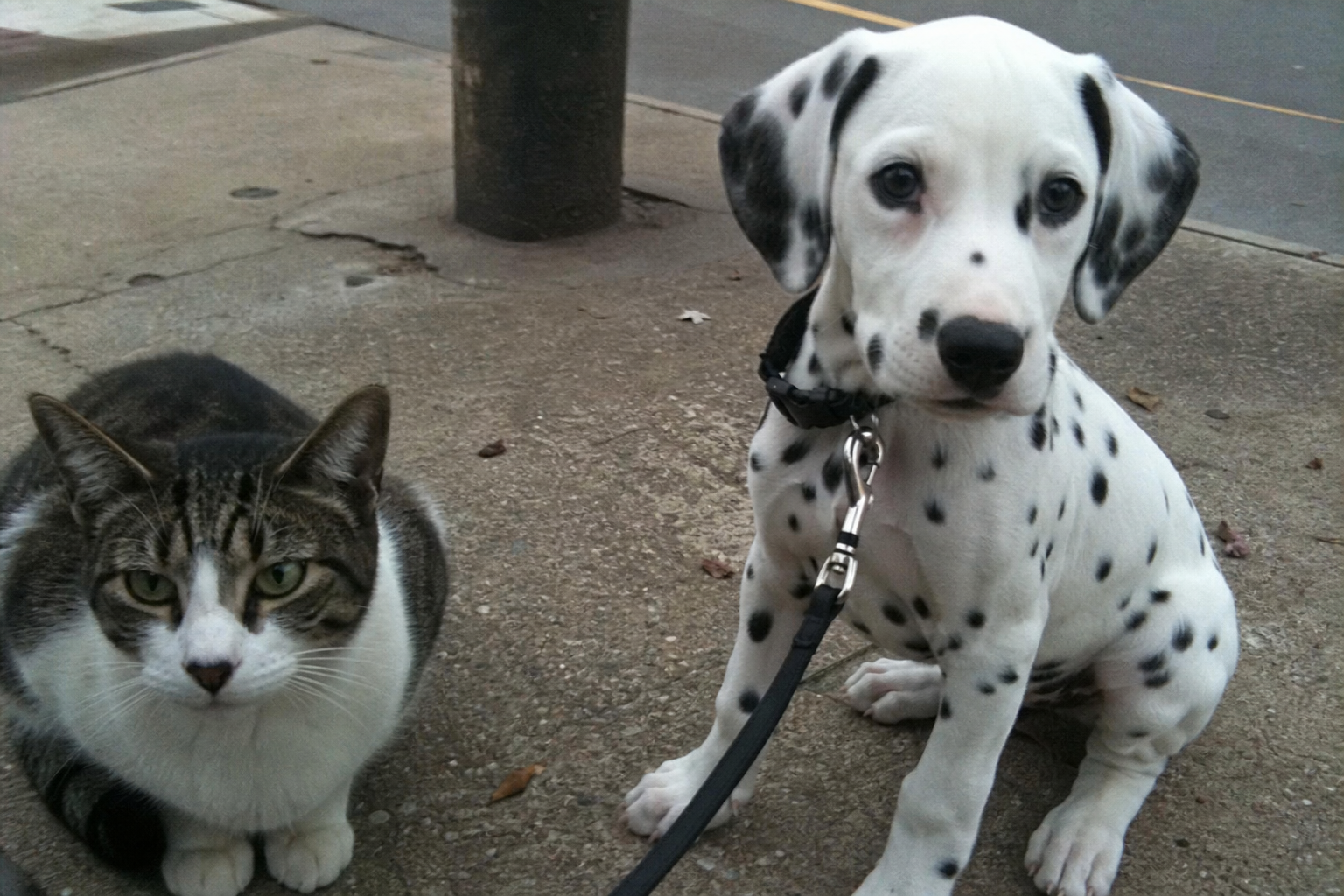 The Puppy That Meows Like A Cat Is Showing You The Most Important Window In Dog Development
