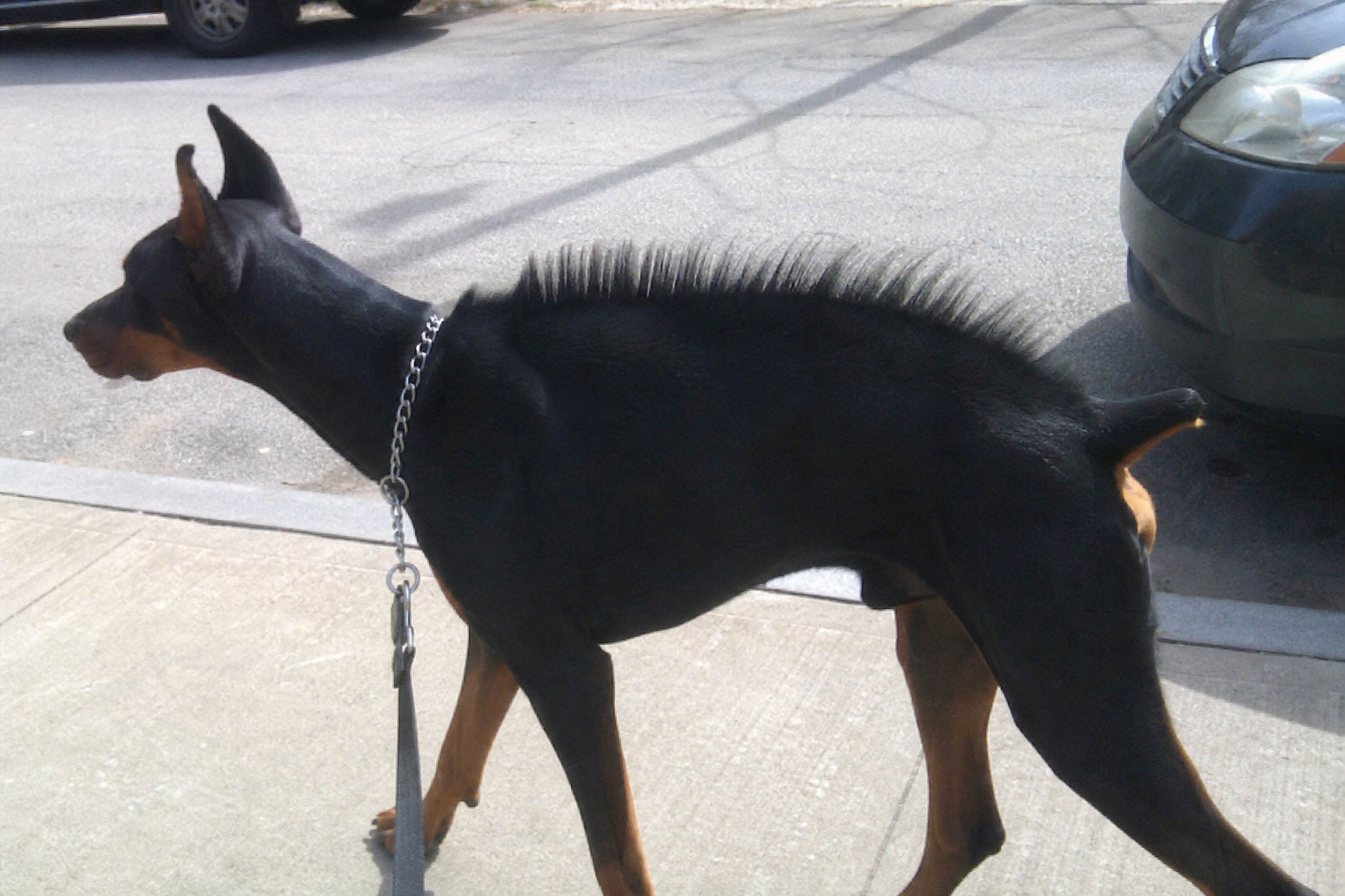 Dog Hackles Raised: What It Really Means