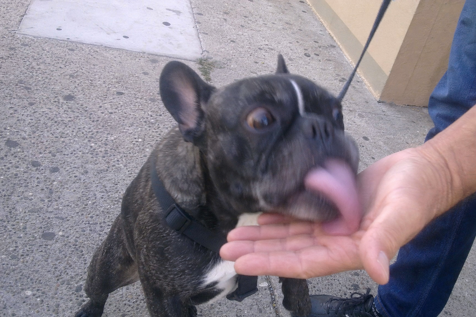 Why Dogs Lick People