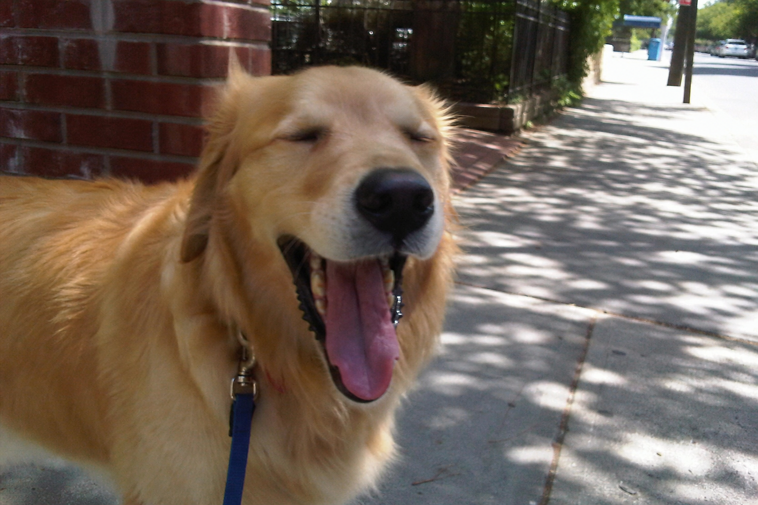 Dog Yawning: Tired, Stressed, Or Communicating?