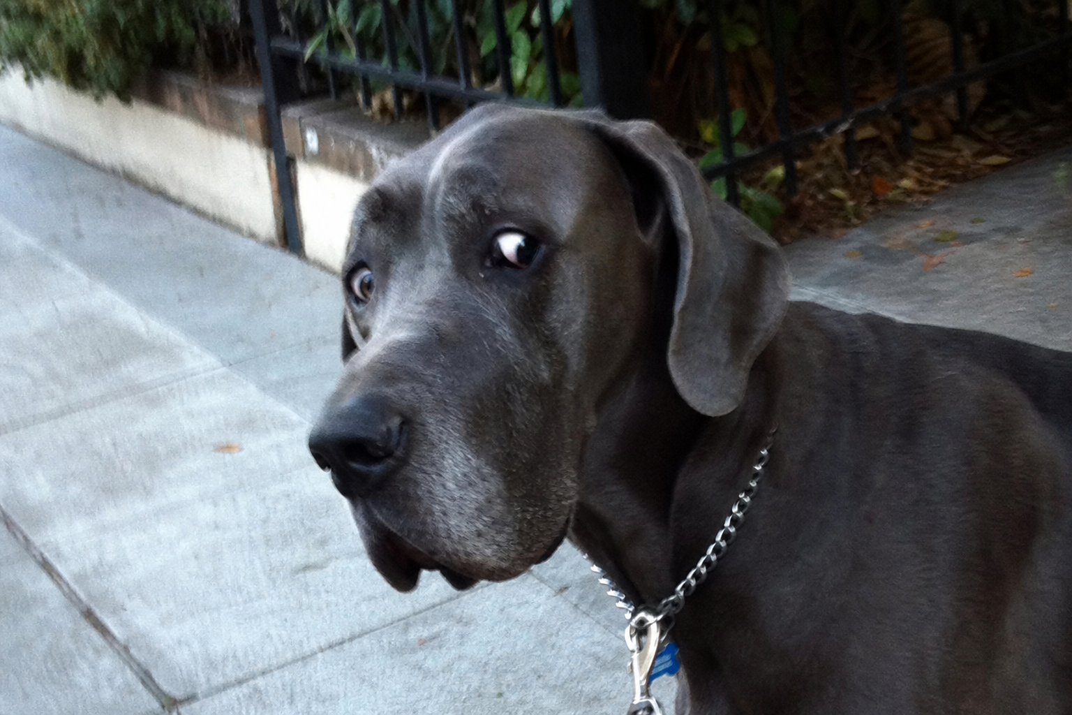 Dog Eye Contact: Soft Eyes, Hard Stares, And Whale Eye