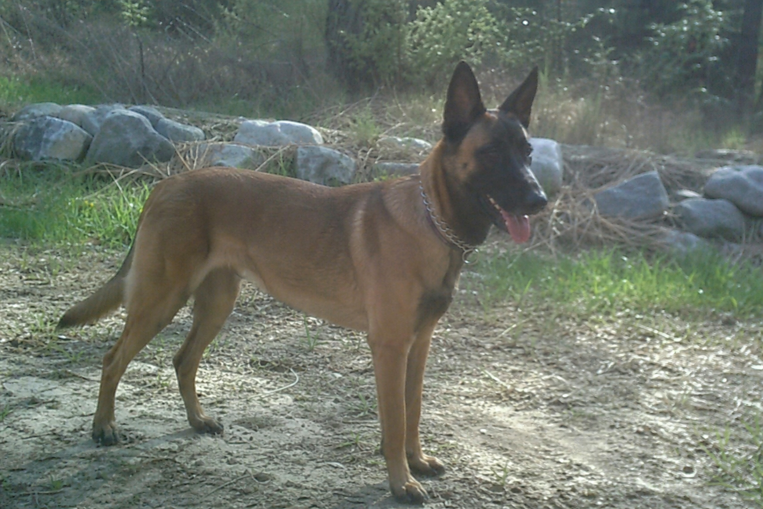 The Real Wolf Man Buried Alpha Dog Training Decades Ago