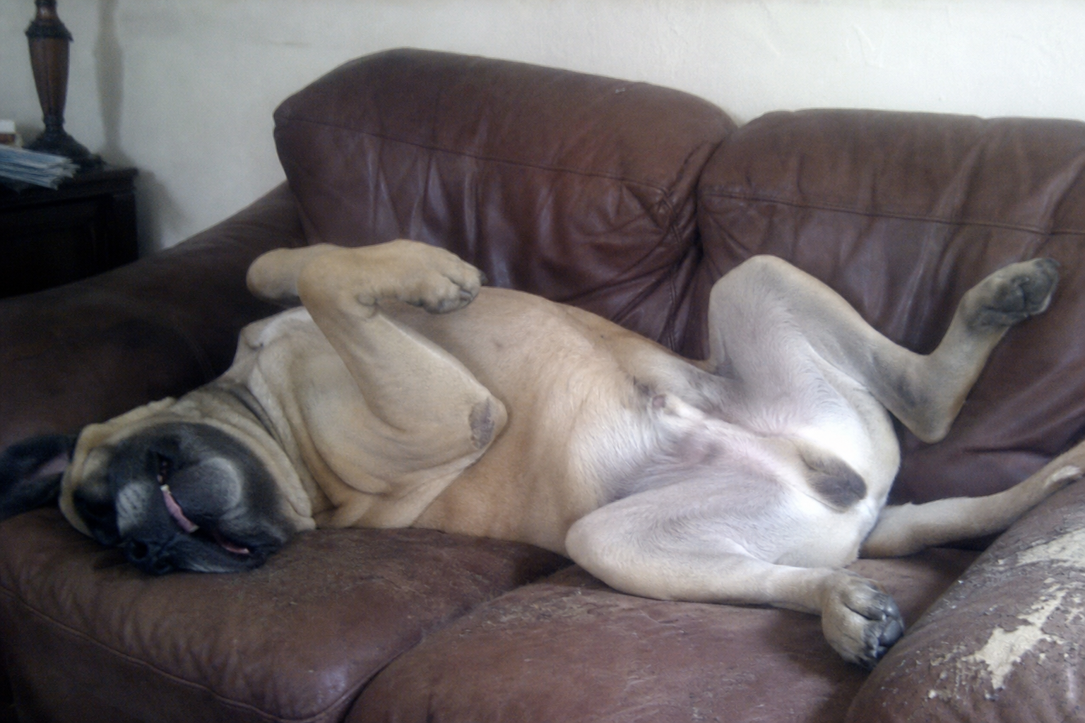 What Your Dog's Sleeping Position Actually Means