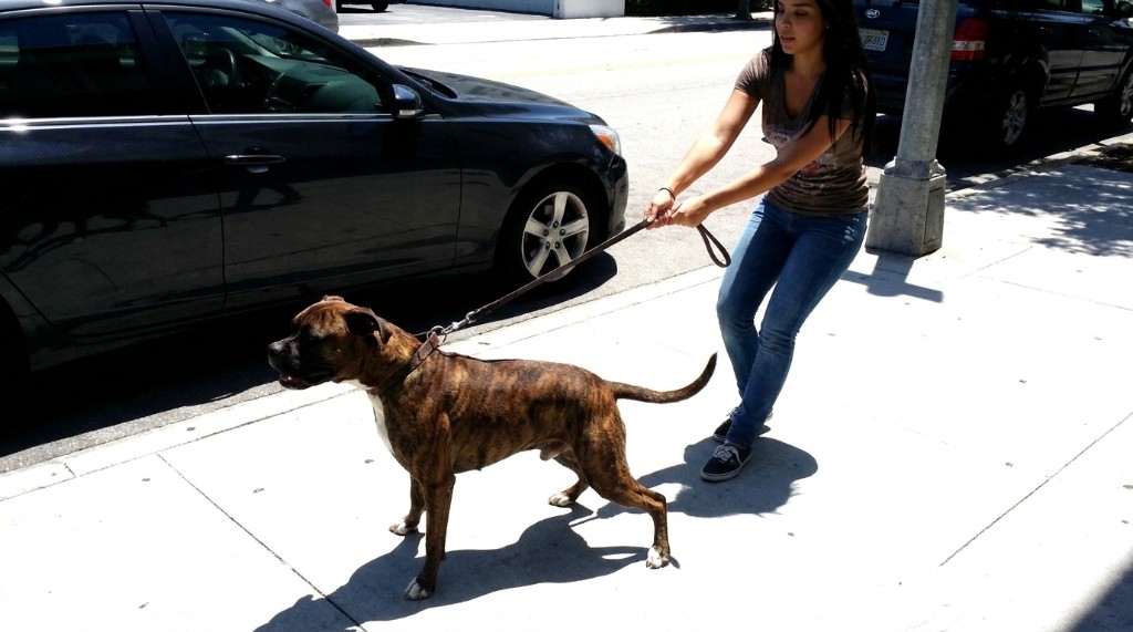 The "Happy Tail" Myth: What Your Dog's Body Language is Actually Saying
