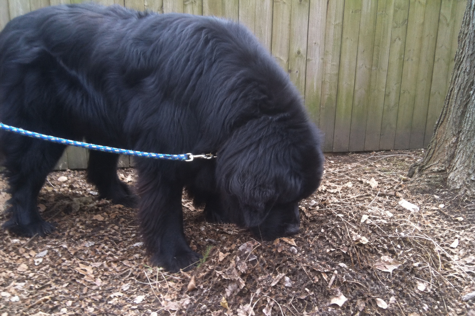 Why Dogs Eat Poop (Coprophagia)