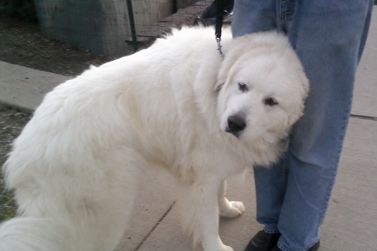 Why Dogs Lean Against You