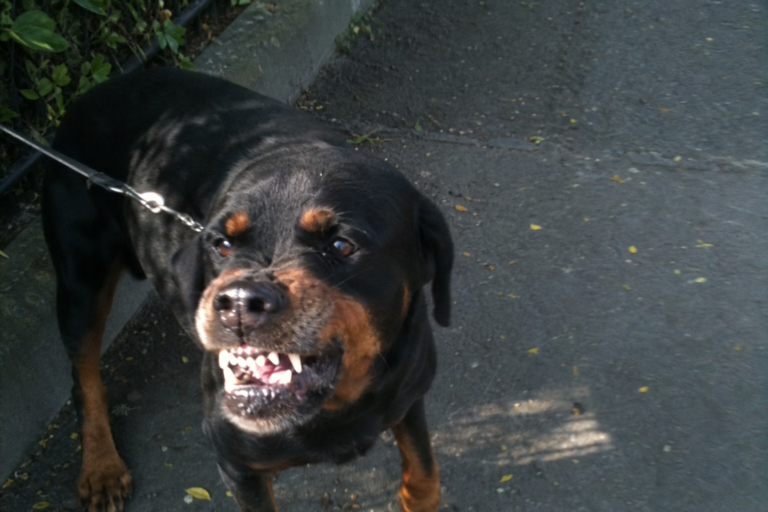 Dog Growling: Warning, Play, Pain, Or Fear?