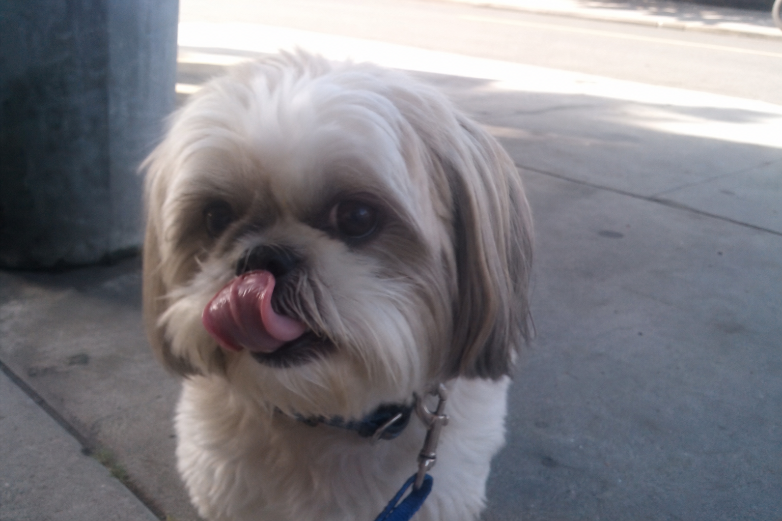 Dog Lip Licking: What It Means Outside Mealtime