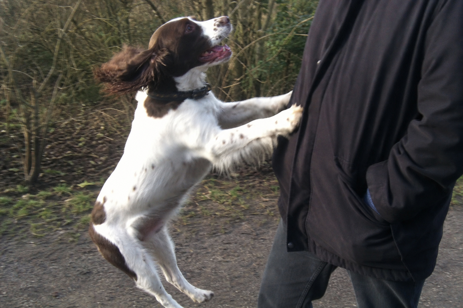 Why Dogs Jump On People (And How To Actually Stop It)