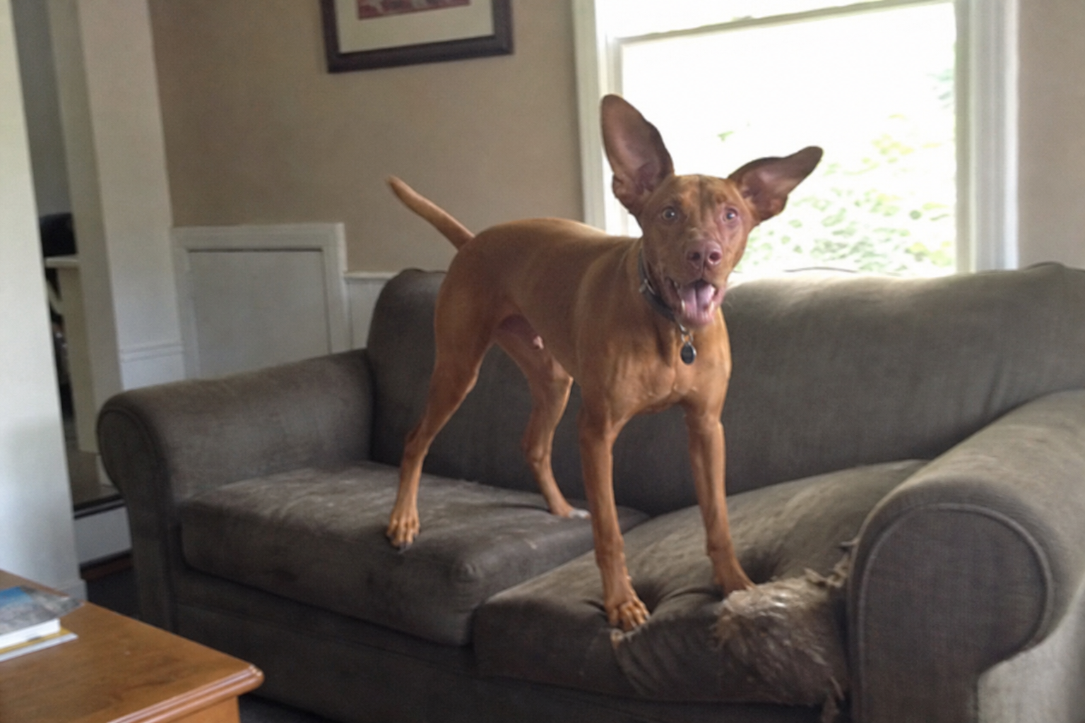 Why Dogs Hump