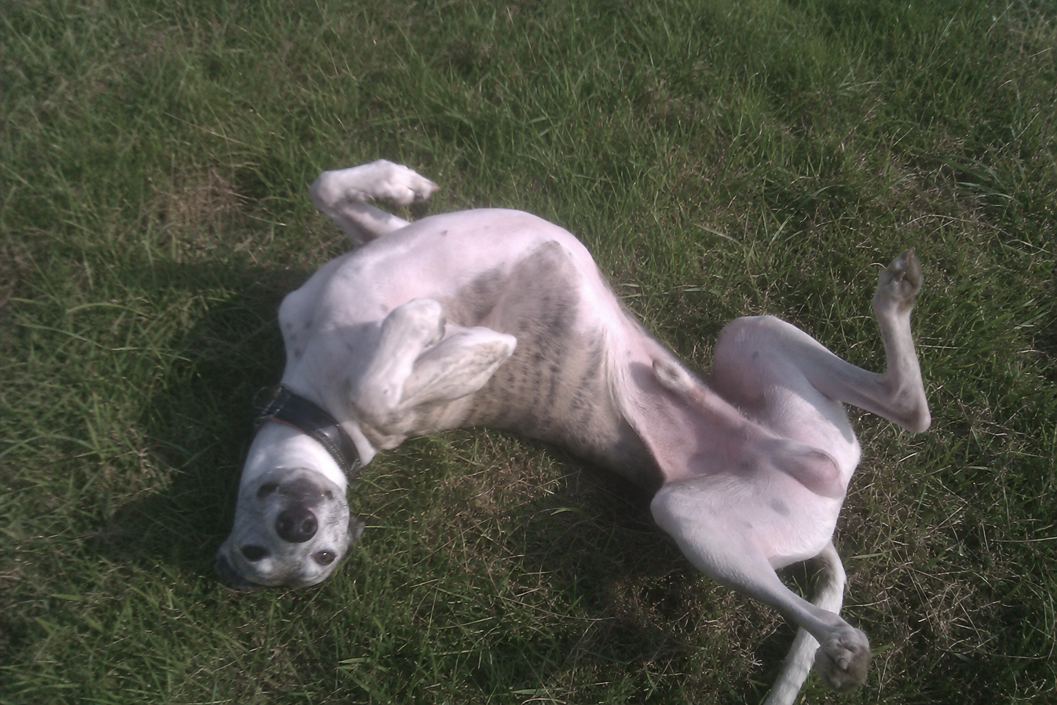 Why Dogs Roll On Their Backs