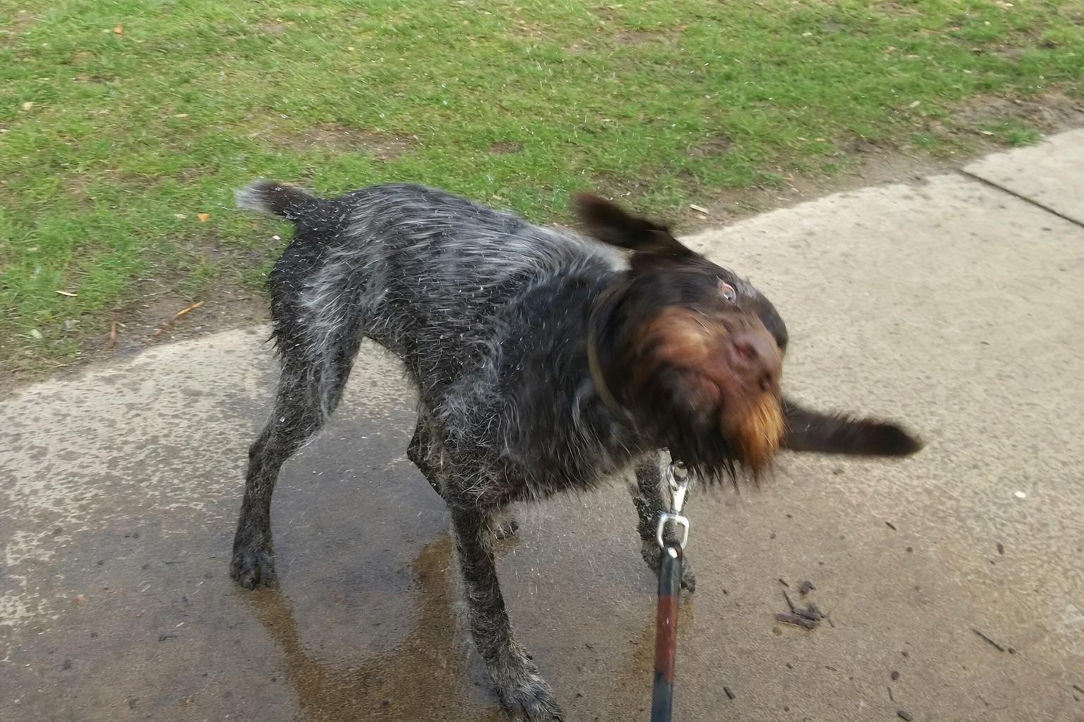 Why Dogs Shake Off (When They Aren't Wet)